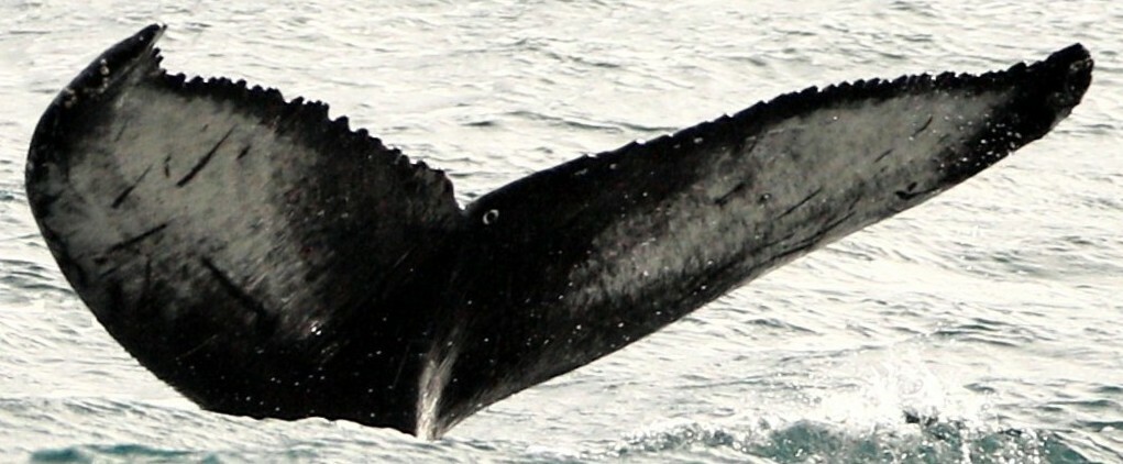 Fluke of Prof Low (Husavik) aka Chopsticks (Westfjords)