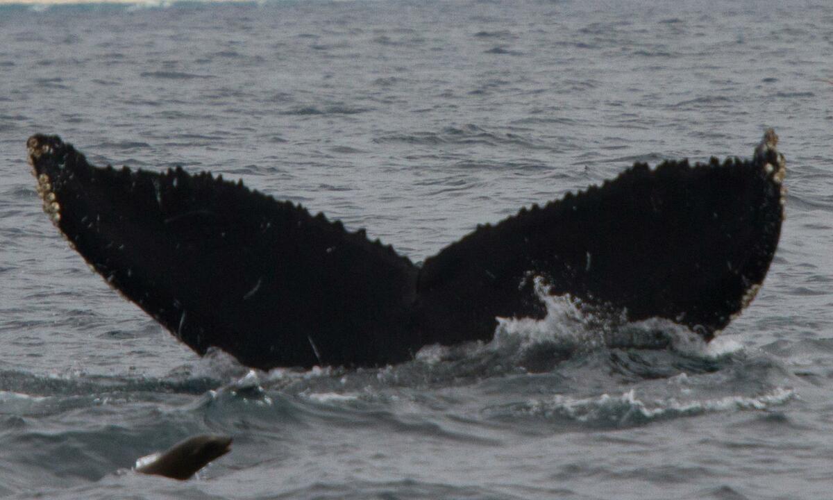 Fluke of CRC-15107
