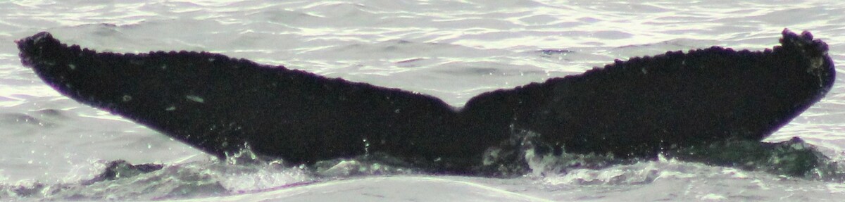 Fluke of Cassiope (Iceland)