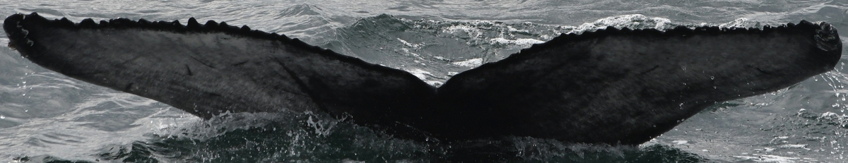 Fluke of HW-MN0101707