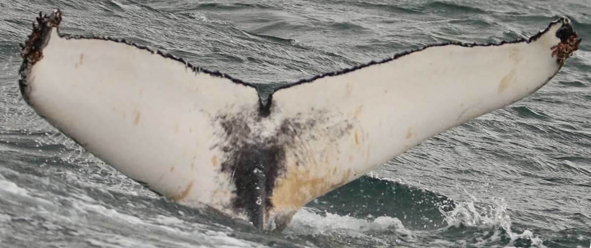 Fluke of HW-MN0101708