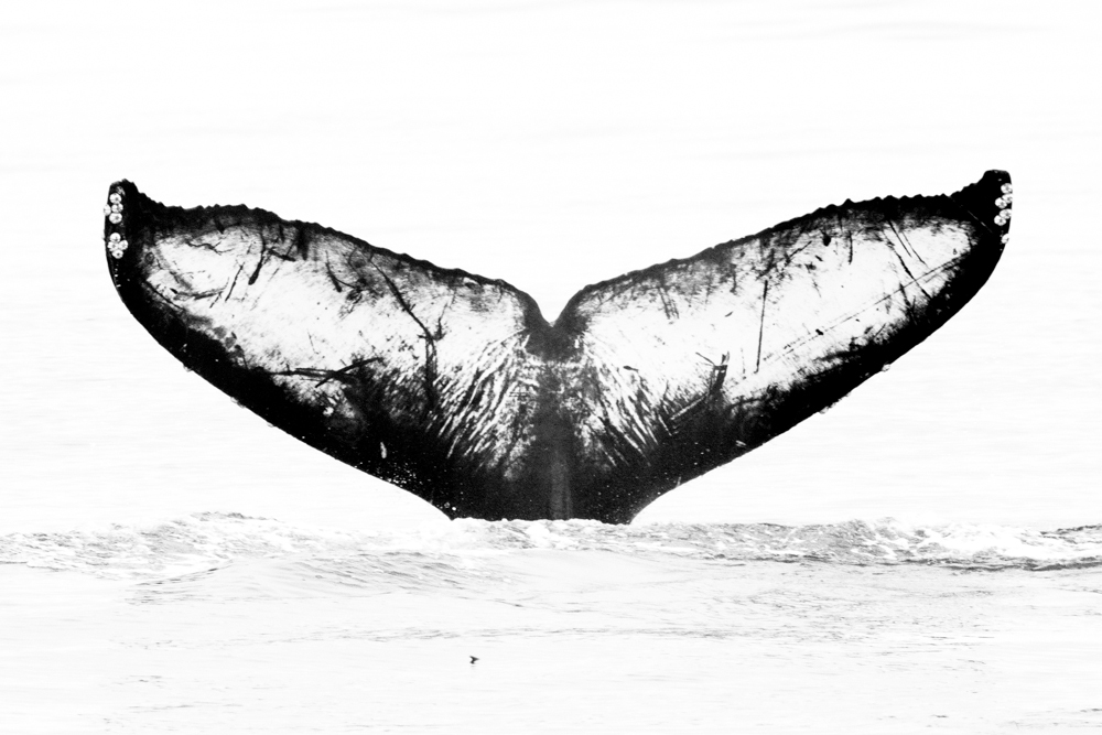 Fluke of Nexus (California)
