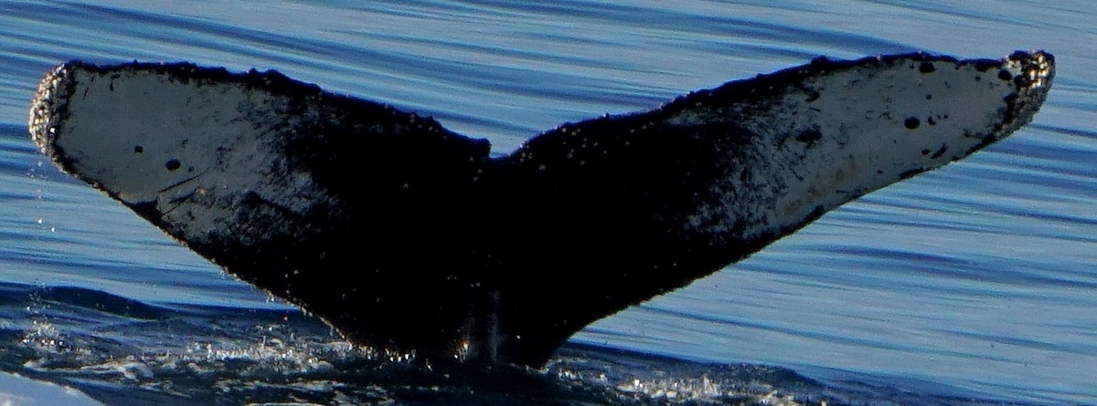 Fluke of HW-MN1301896