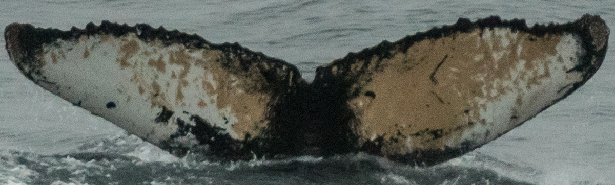 Fluke of HW-MN1301905