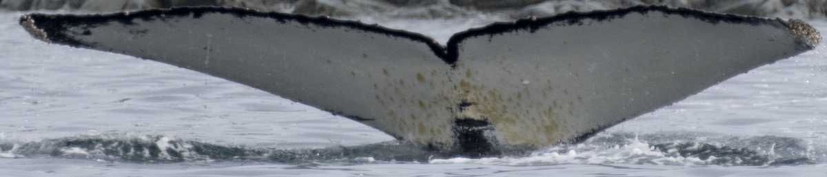 Fluke of HW-MN1301906