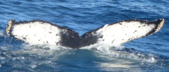 Fluke of HW-MN1301908