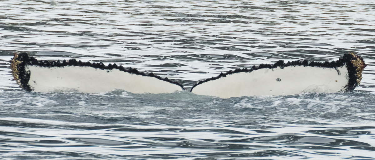 Fluke of HW-MN1301909