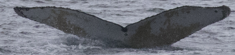 Fluke of PAN-1810