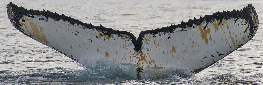 Fluke of HW-MN1301925