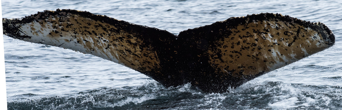 Fluke of HW-MN1301927