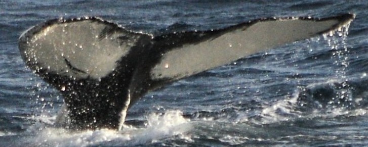 Fluke of HW-MN1301935