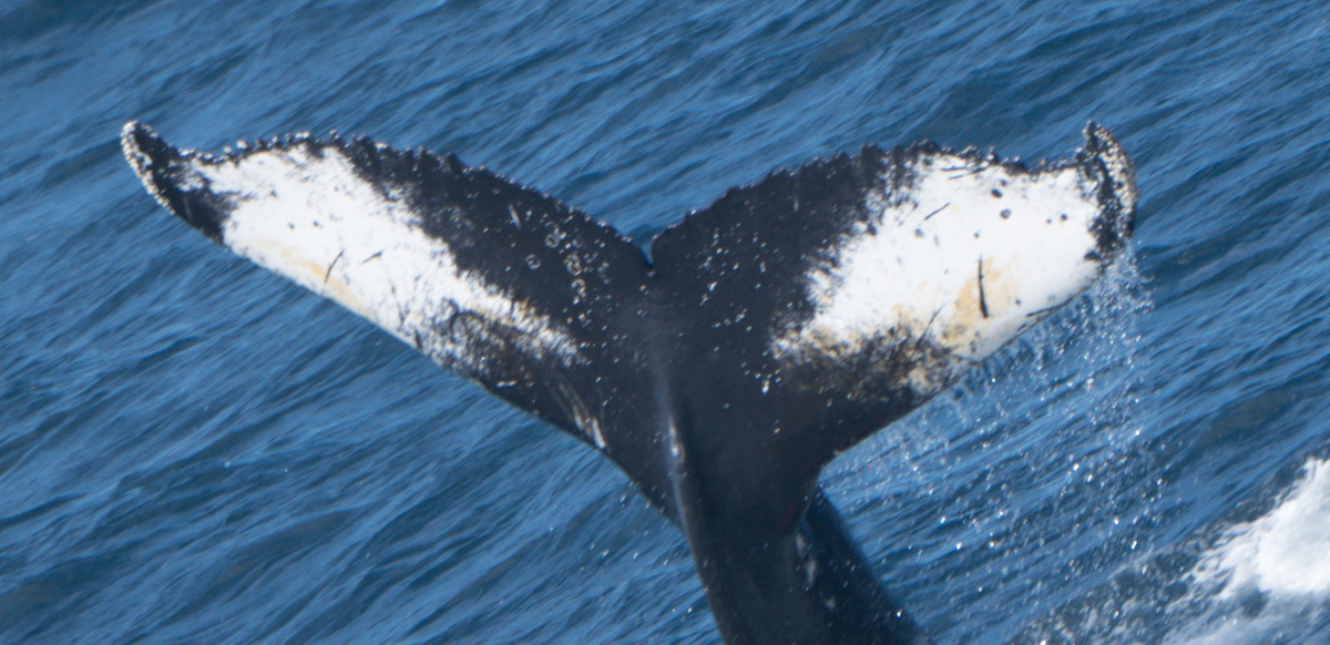 Fluke of HW-MN1301937