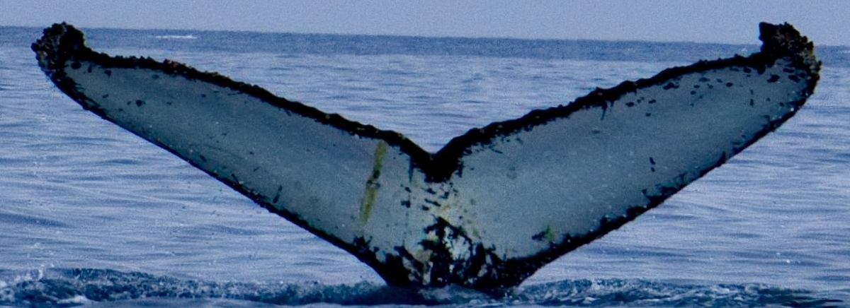 Fluke of HW-MN1301939