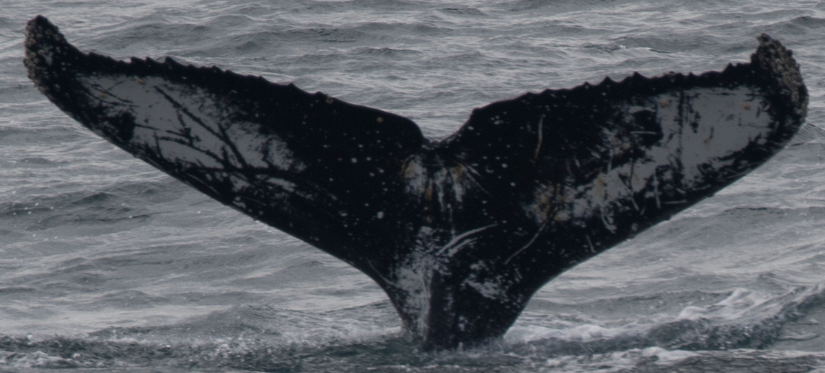 Fluke of Bibine Hobby (Antarctica)