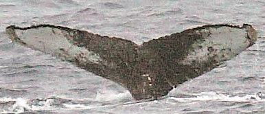 Fluke of HW-MN1301943