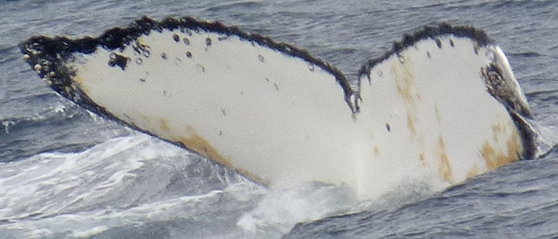Fluke of BTBEL-Mn18_008NB2_P