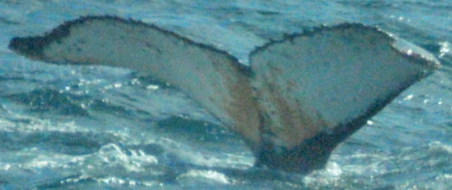 Fluke of HW-MN1301966