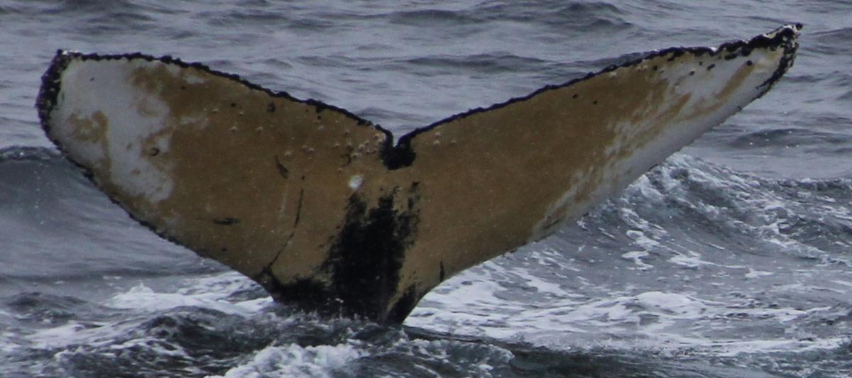 Fluke of Ciao for now (Antarctica)