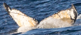 Fluke of HW-MN1301999