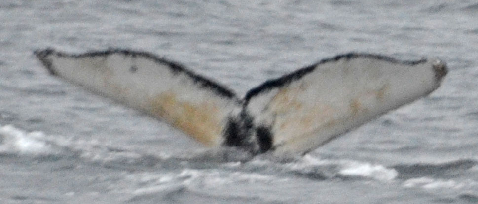 Fluke of HW-MN1302005