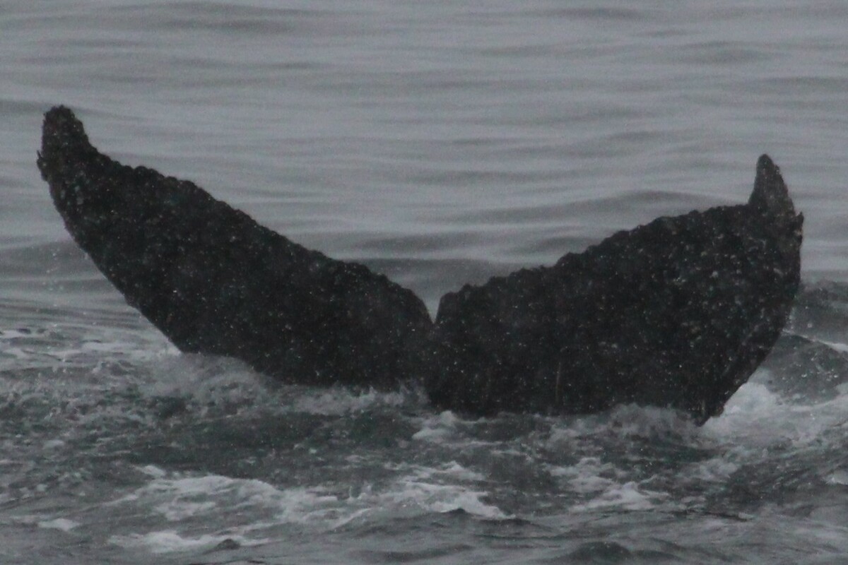 Fluke of HW-MN1302008