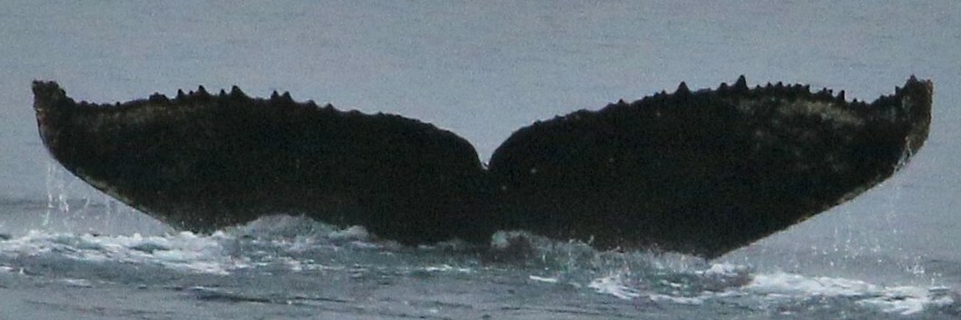 Fluke of HW-MN1302009