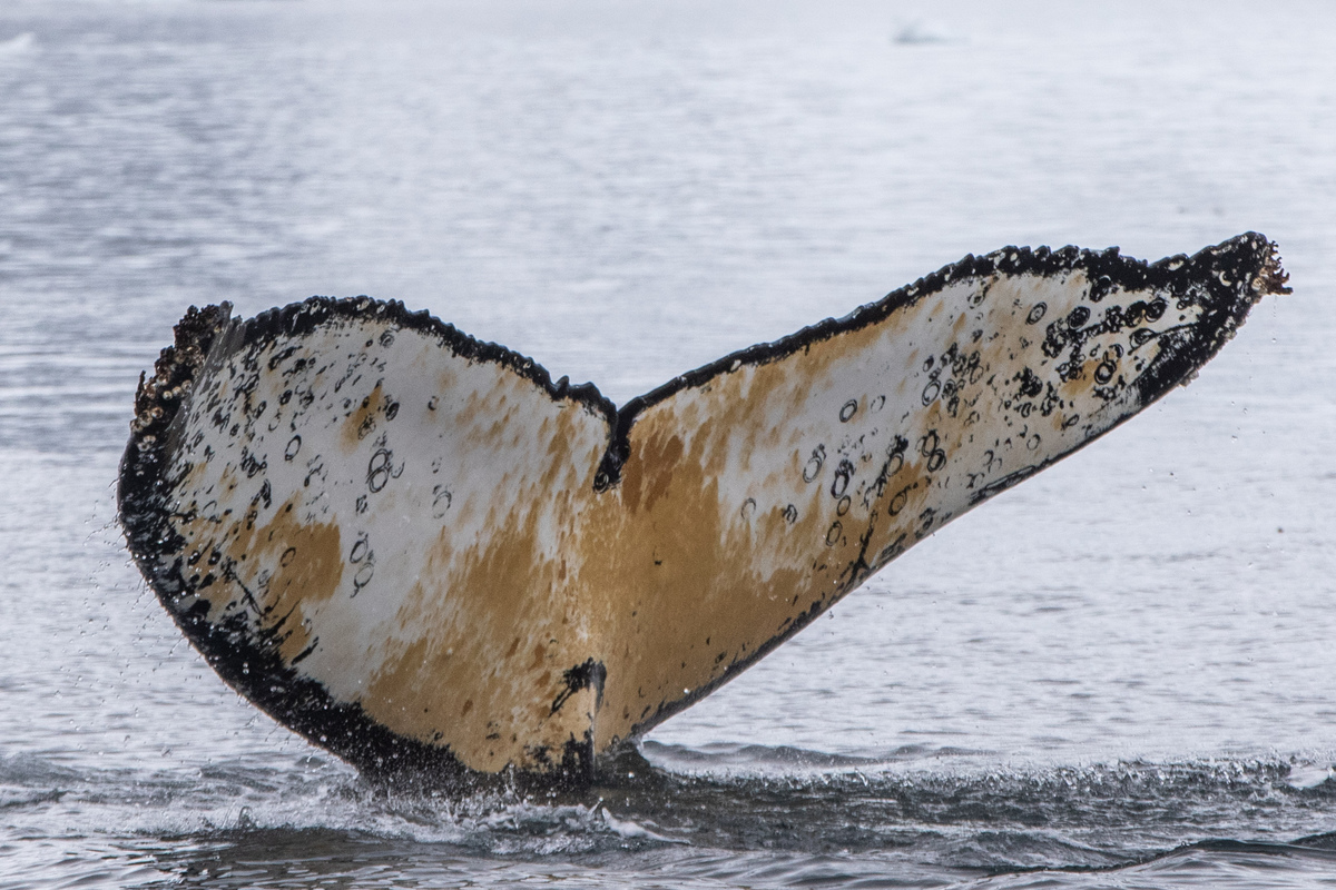 Fluke of HW-MN1302021