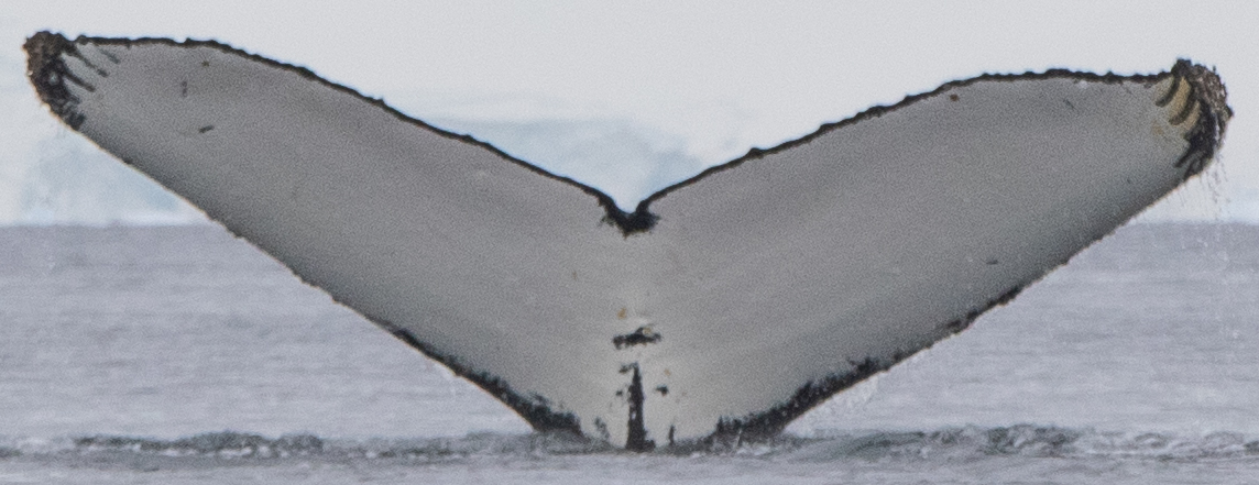 Fluke of HW-MN1302024