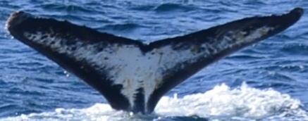 Fluke of DIPINTI (Antarctica)