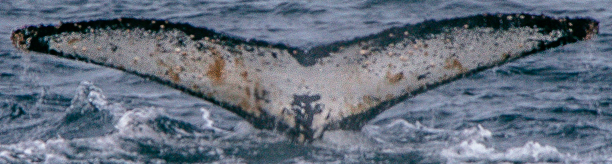 Fluke of HW-MN1302055