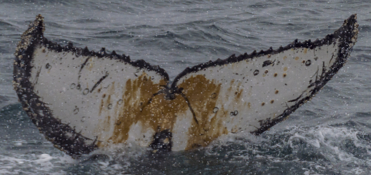 Fluke of HW-MN1302060