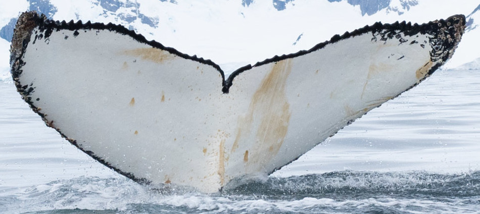 Fluke of Mimi (Antarctica)