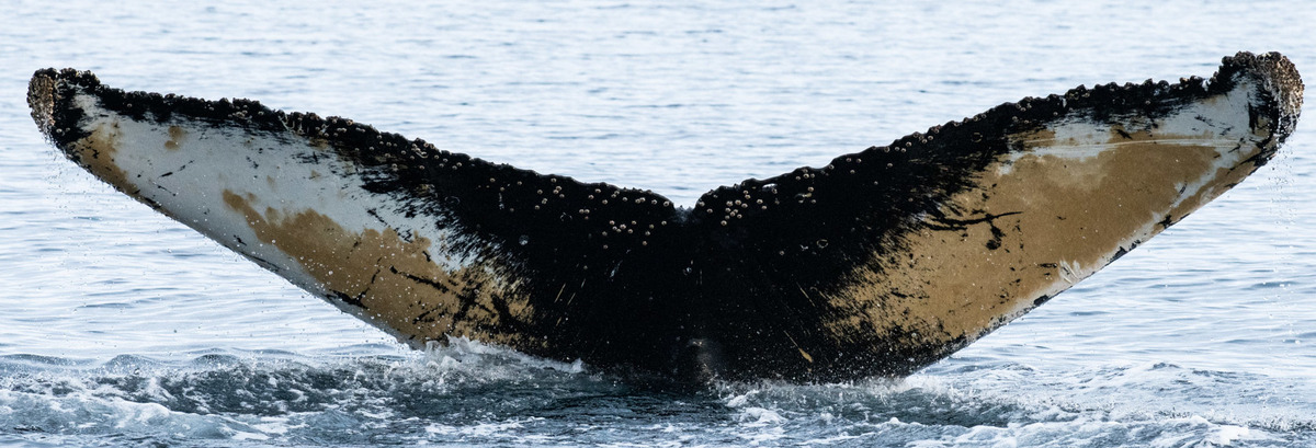 Fluke of HW-MN1302080