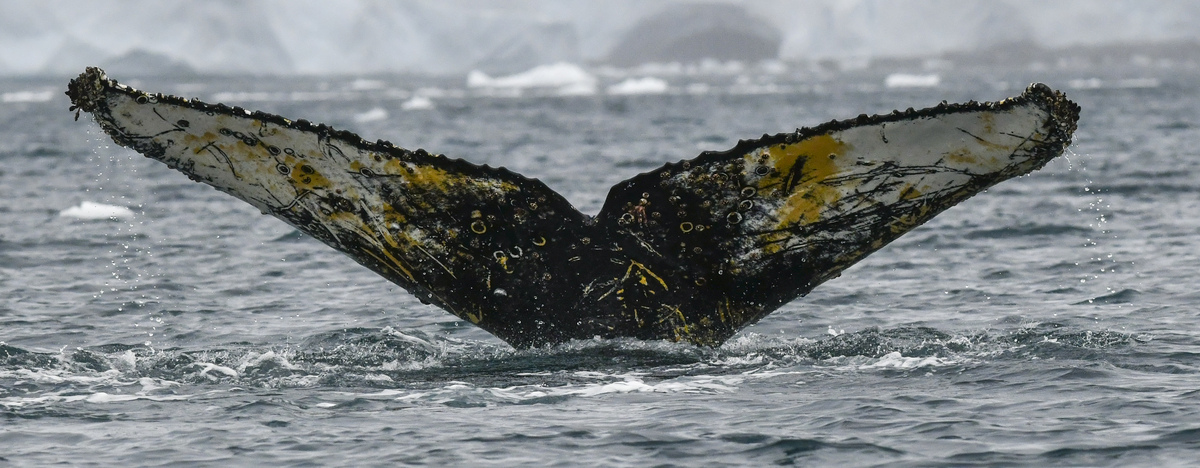 Fluke of HW-MN1302097