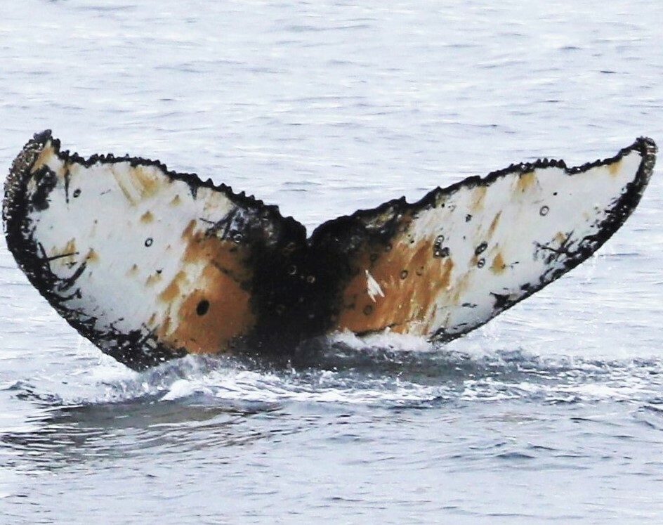 Fluke of HW-MN1302104