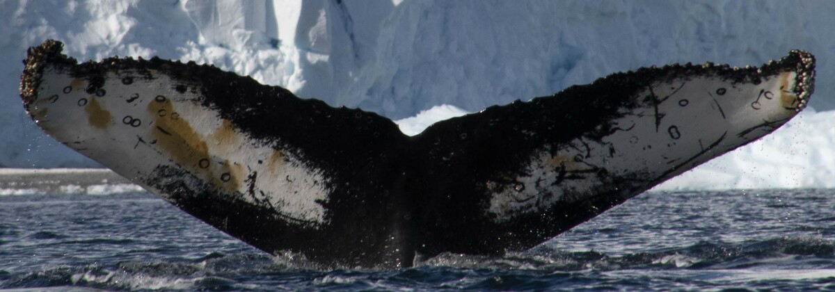 Fluke of HW-MN1302124