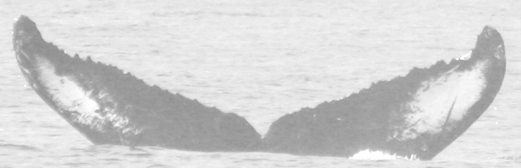Fluke of CRC-15012