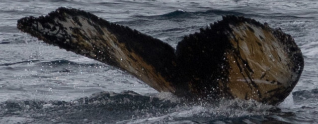 Fluke of HW-MN1302134