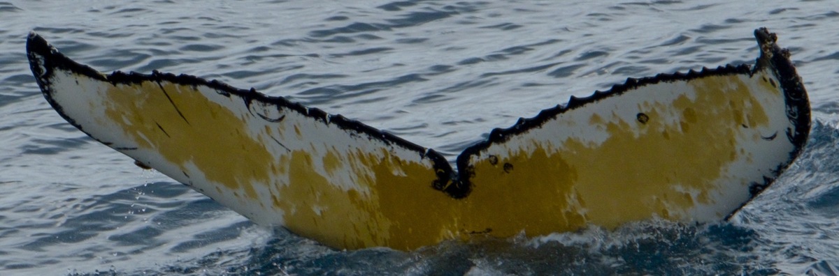 Fluke of HW-MN1302140