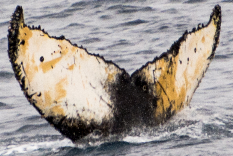 Fluke of Marg Mortimer (Antarctica)