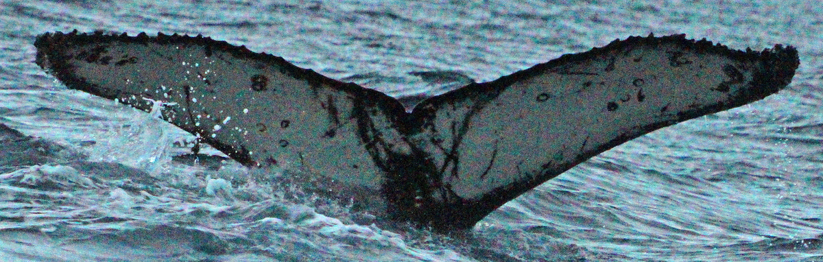Fluke of Lord Grant II (Antarctica)