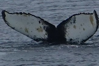 Fluke of HW-MN1302153