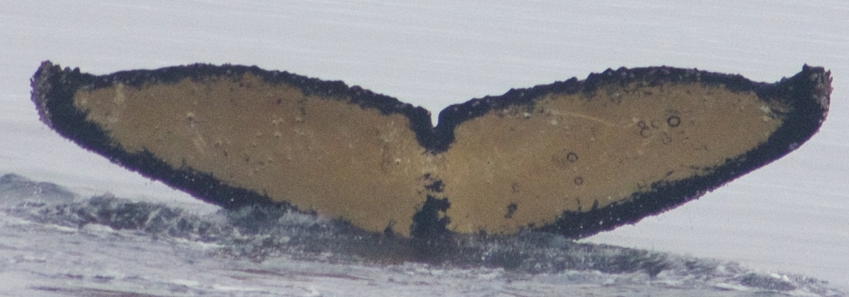 Fluke of HW-MN1302156