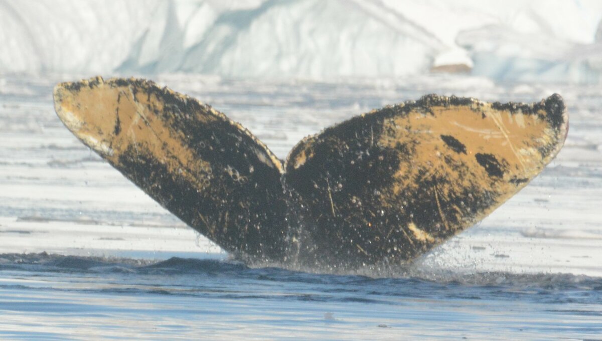 Fluke of HW-MN1302159