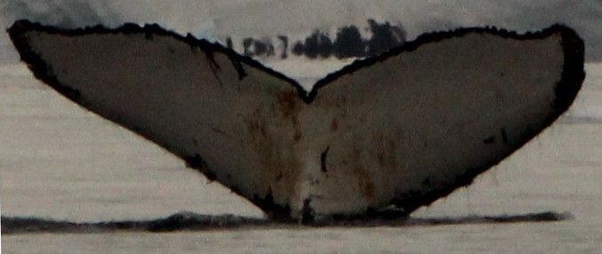 Fluke of HW-MN1302161