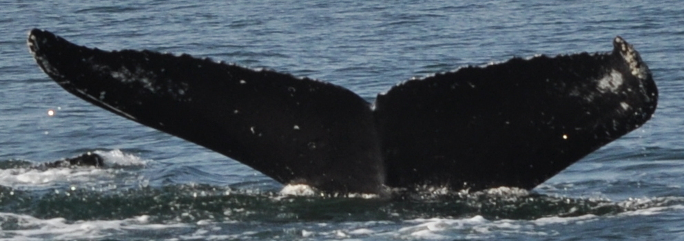 Fluke of HukuiHelePo (FS)