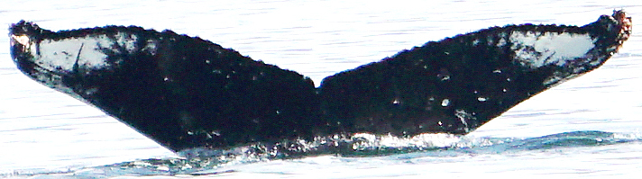Fluke of Mist-ical (Juneau)