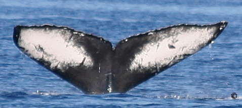 Fluke of CRC-16273