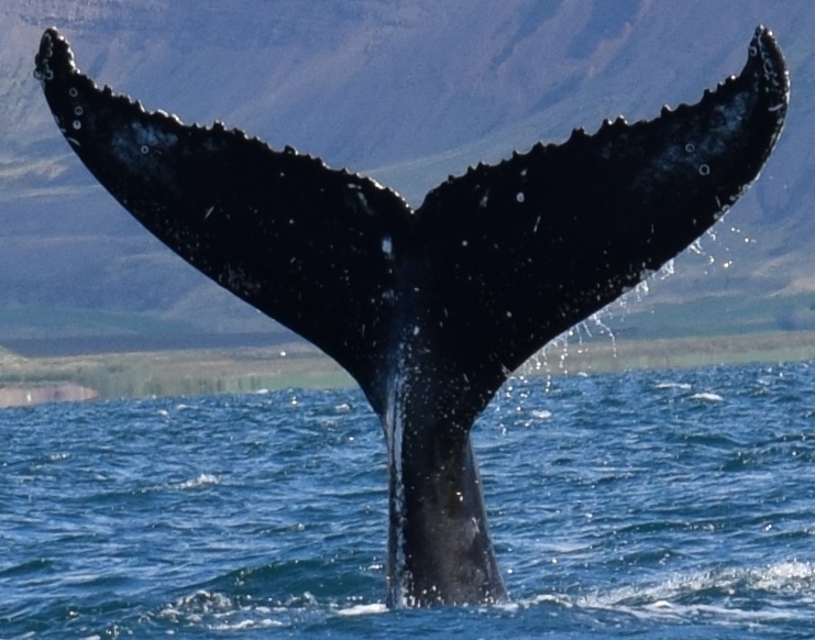 Fluke of Ensat (Husavik)