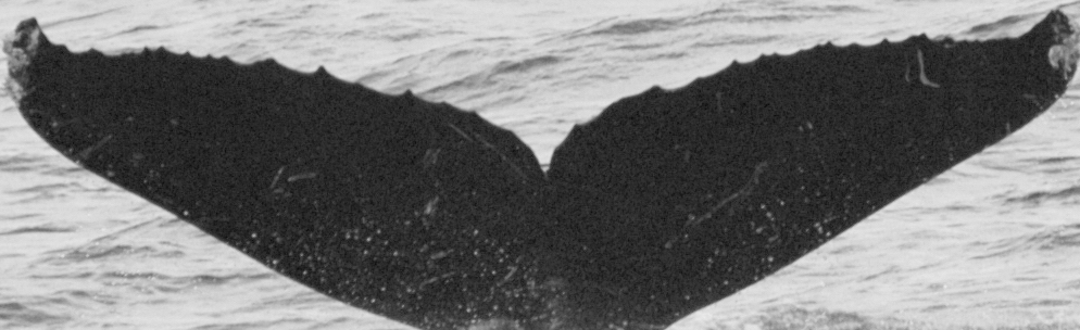 Fluke of CRC-11883